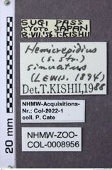 Etiketten zu Hemicrepidius sinuatus (NHMW-ZOO-COL-0008956)